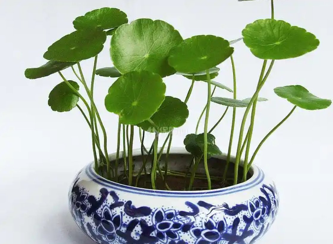 Cây cỏ đồng tiền với lá tròn như đồng xu, tượng trưng cho tài lộc sinh sôi. Ảnh: Baidu