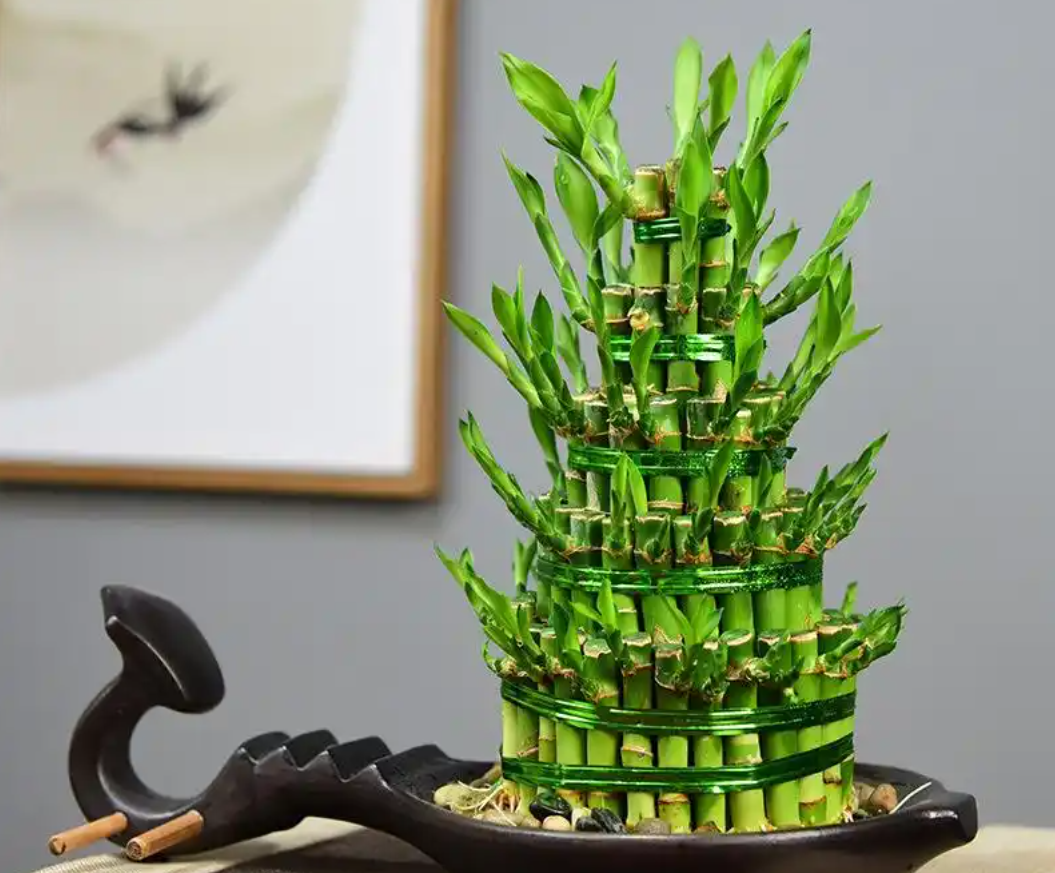 Trúc phát tài xanh mướt trong bình nước, biểu tượng của sự thăng tiến và tài lộc dồi dào. Ảnh: Baidu