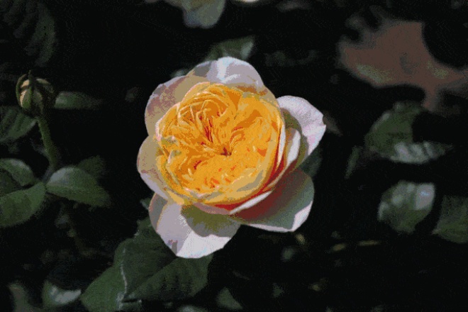 3 cây cảnh amp;#34;báu vật của khu vườnamp;#34;, đã trồng một cây là không thể dừng lại - 4