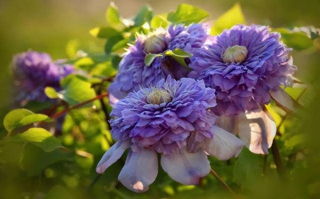 3 cây cảnh amp;#34;báu vật của khu vườnamp;#34;, đã trồng một cây là không thể dừng lại - 5