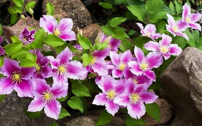 3 cây cảnh amp;#34;báu vật của khu vườnamp;#34;, đã trồng một cây là không thể dừng lại - 6