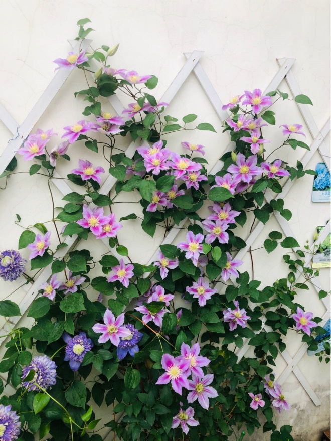 3 cây cảnh amp;#34;báu vật của khu vườnamp;#34;, đã trồng một cây là không thể dừng lại - 7