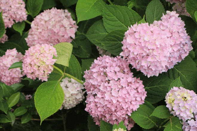 3 cây cảnh amp;#34;báu vật của khu vườnamp;#34;, đã trồng một cây là không thể dừng lại - 8