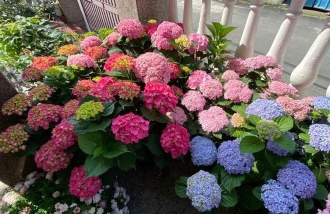 3 cây cảnh amp;#34;báu vật của khu vườnamp;#34;, đã trồng một cây là không thể dừng lại - 9