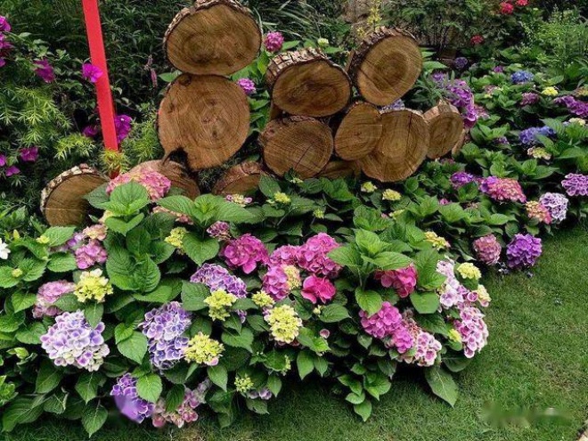 3 cây cảnh amp;#34;báu vật của khu vườnamp;#34;, đã trồng một cây là không thể dừng lại - 11