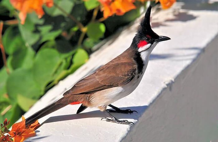 79+ hình ảnh chim chào mào độc đẹp nhất , cuốn hút nhất - ALONGWALKER