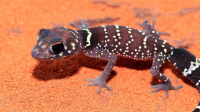 Researchers say 30 per cent of forest-dwelling reptiles are at risk of extinction from habitat loss.