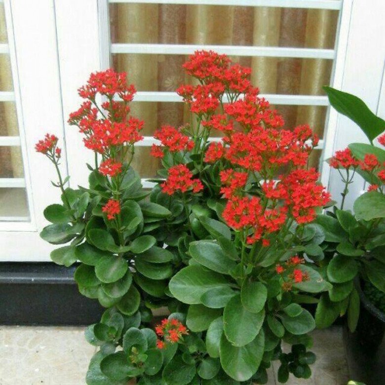 Trước cổng có 5 loại hoa này vừa đẹp vừa gọi lộc, nhà nào trồng không giàu sang cũng hạnh phúc viên mãn - 3