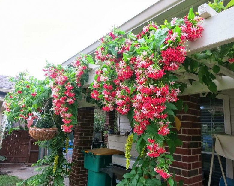 Trước cổng có 5 loại hoa này vừa đẹp vừa gọi lộc, nhà nào trồng không giàu sang cũng hạnh phúc viên mãn - 4