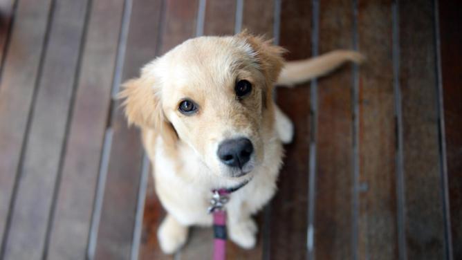 The NSW government is committing more than $40 million to boost animal rehoming services. (Dan Peled/AAP PHOTOS)