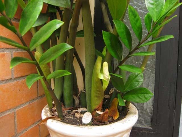 Nhà đột nhiên xuất hiện 2 chuyện vui: Đừng vội mừng, nên cảnh giác-1