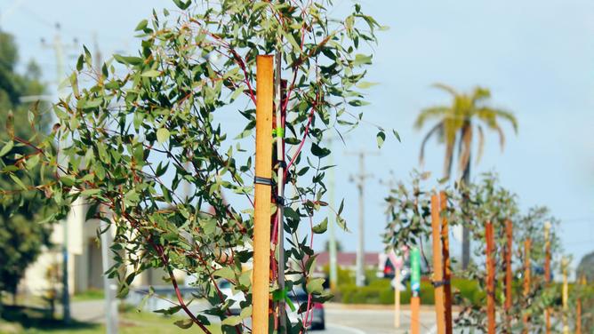 The City of Bayswater’s urban tree policy will remain unchanged.