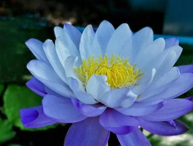 Trắc nghiệm tâm lý: Chọn một bông hoa sen dựa trên cảm nhận của bạn - 1