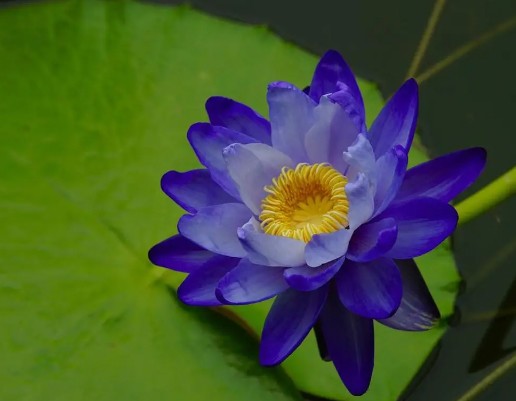 Trắc nghiệm tâm lý: Chọn một bông hoa sen dựa trên cảm nhận của bạn - 2