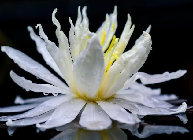 Trắc nghiệm tâm lý: Chọn một bông hoa sen dựa trên cảm nhận của bạn - 3