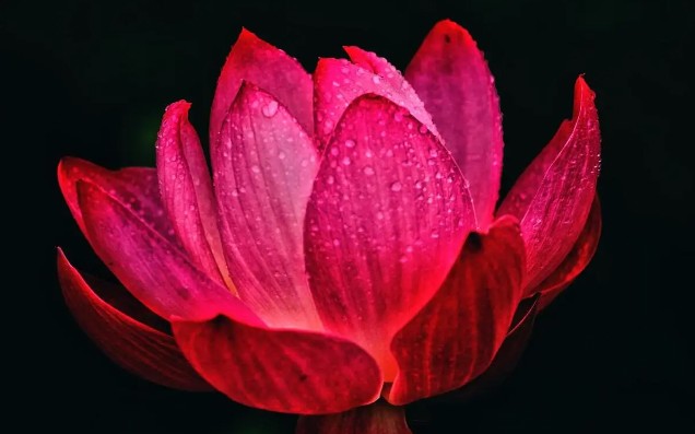 Trắc nghiệm tâm lý: Chọn một bông hoa sen dựa trên cảm nhận của bạn - 4