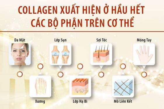 Collagen được tìm thấy ở nhiều bộ phận trong cơ thể. (Ảnh minh họa)