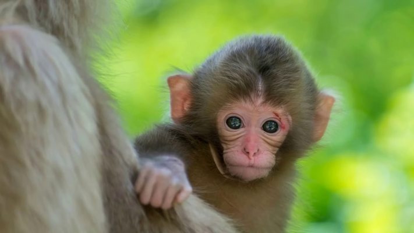 Nghề tay trái hái vàng, 3 con giáp kiếm bộn tiền 6 tháng tới - Hình 4 Nghe tay trai hai vang, 3 con giap kiem bon tien 6 thang toi-Hinh-4