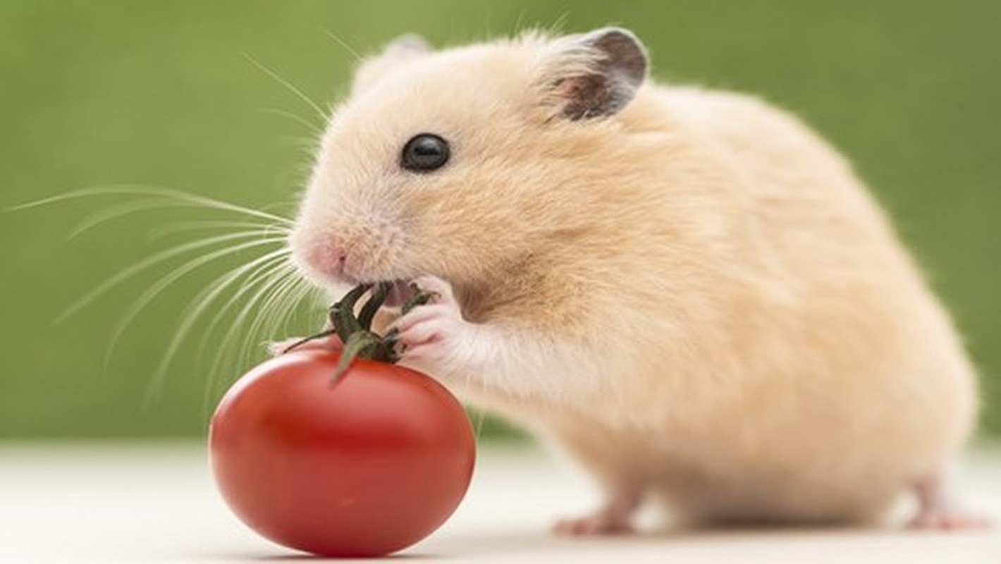 4 con giap 'chuot sa chinh gao', dai van tim den thang 3 am-Hinh-3