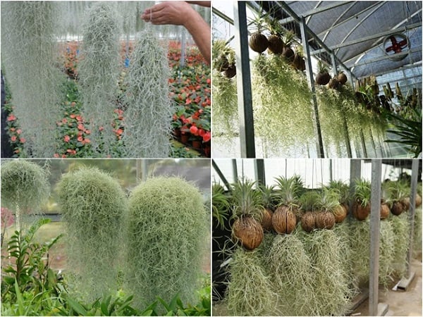 Cây không khí không phụ thuộc vào đất và cũng không đòi hỏi nhiều nước.