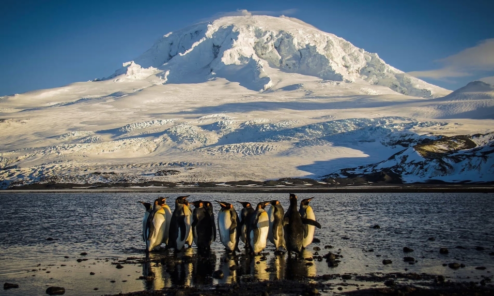 Chim cánh cụt hoàng đế sinh sống trên đảo Heard, thuộc quần đảo Heard và McDonald của Australia. Ảnh: Cơ quan Nam Cực Australia