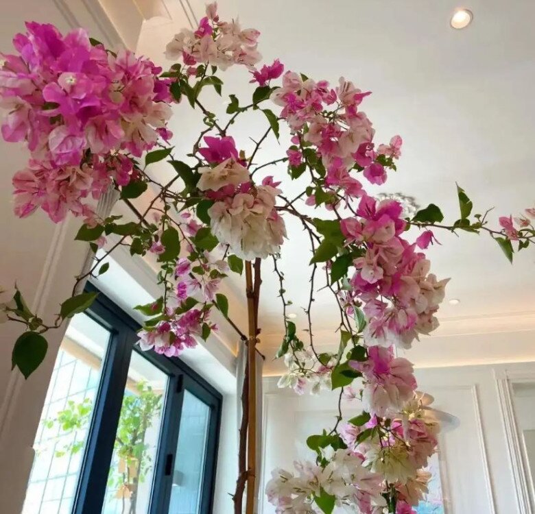Ngày càng nhiều người không trồng hoa giấy ở ban công, sau khi thấy phòng khách của người trẻ, tôi thực sự kinh ngạc - 3