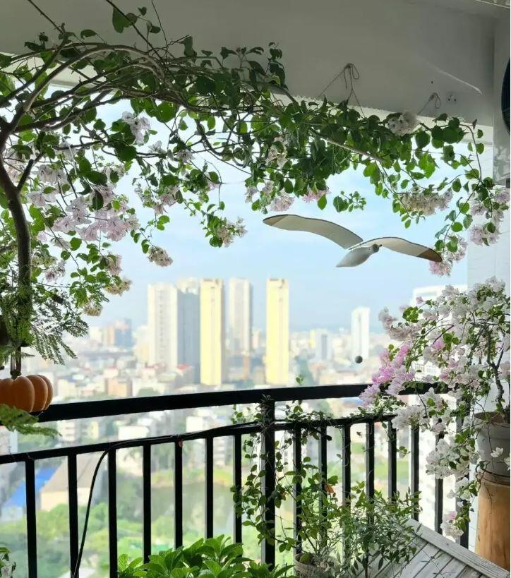 Ngày càng nhiều người không trồng hoa giấy ở ban công, sau khi thấy phòng khách của người trẻ, tôi thực sự kinh ngạc - 4