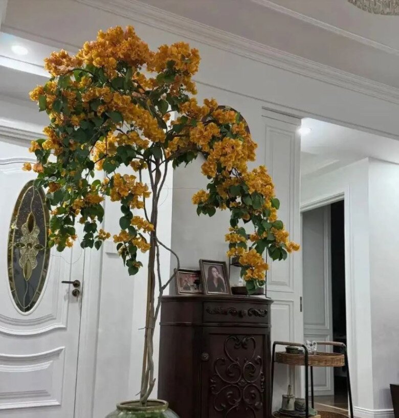 Chẳng hạn như hoa giấy giống California Gold này, nó không chỉ có màu sắc rực rỡ như màu vàng mà còn mang lại cảm giác thịnh vượng. Nhà có vàng, mọi việc đều thuận lợi.