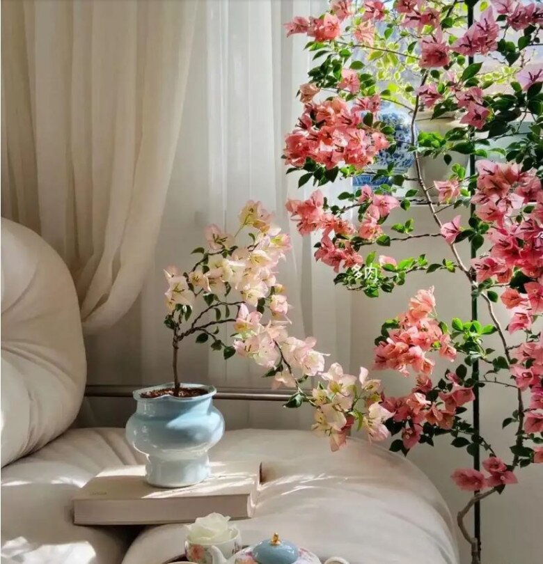 Nhiều người trẻ đặt một chậu hoa giấy trên sofa, bên cạnh một cuốn sách, tạo nên một góc thư giãn lý tưởng. Ngoài ra, việc đặt thêm một chậu hoa giấy ở phía trước sofa không chỉ mang lại vẻ đẹp cho không gian mà còn tạo cảm giác thư thái khi ngắm nhìn hoa nở rộ.