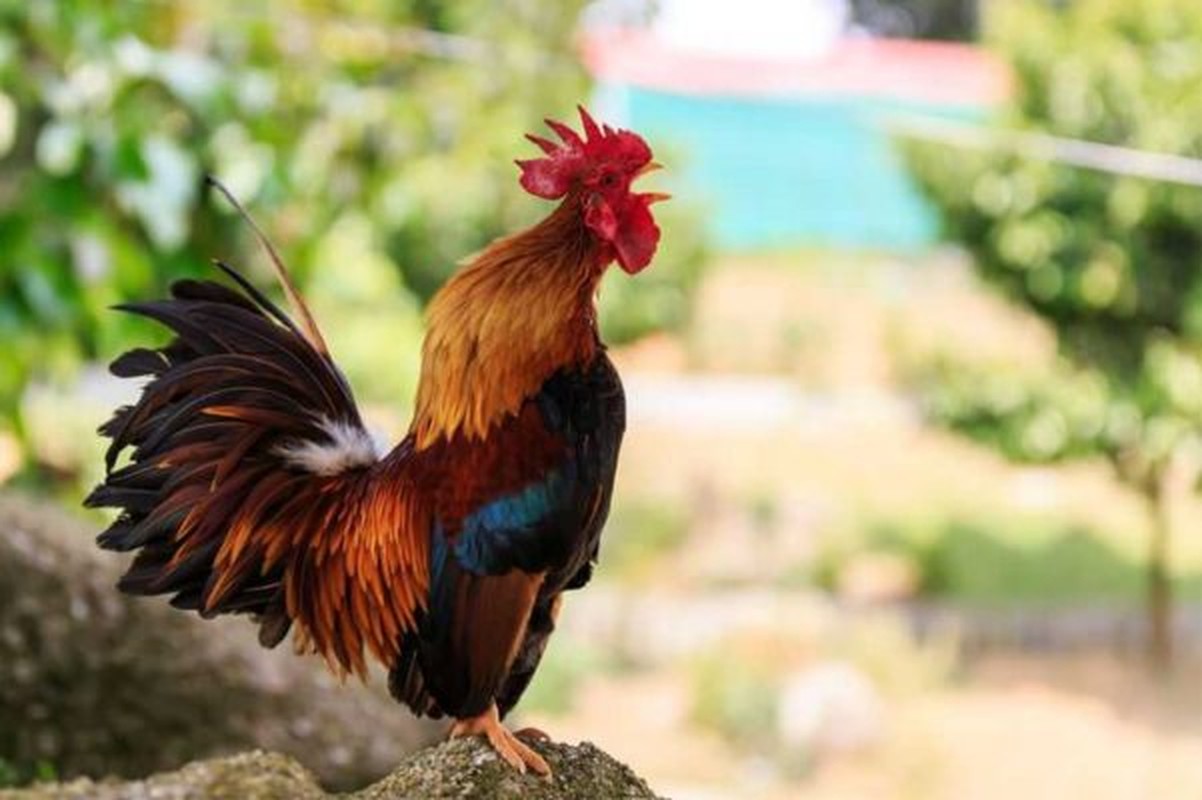 Top 3 con giap gioi tiet kiem tien nhat, ve gia giau kich noc-Hinh-9