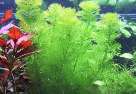 Sức sống của cây rong la hán khá tốt, cây có hướng mọc thẳng.
