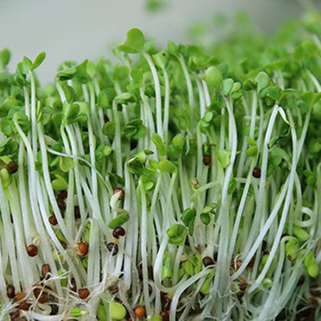 Mầm đậu xanh còn là nguồn cung cấp chất xơ hòa tan.
