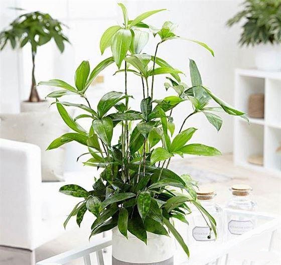 Cây trúc Nhật có hoa khá đẹp với màu trắng chủ đạo và thường mọc thành cụm dạng chùm dài.