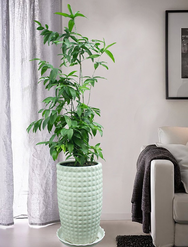 Với cánh cây vươn thẳng lên thể hiện tính cách cương trực ngay thẳng của người quân tử luôn có tâm hồn ngay thẳng, thanh cao và liêm khiết.