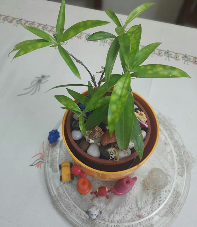 Cây trúc Nhật thường được trồng trong sân nhà mang lại sự may mắn, thích hợp đặt trong văn phòng, a classTextlinkBaiviet hrefhttps://eva.vn//nha-dep/nhung-mau-noi-that-phong-khach-dep-co-thiet-ke-van-nguoi-me-c169a384964.htmlphòng khách/a, phòng họp, phòng làm việc…