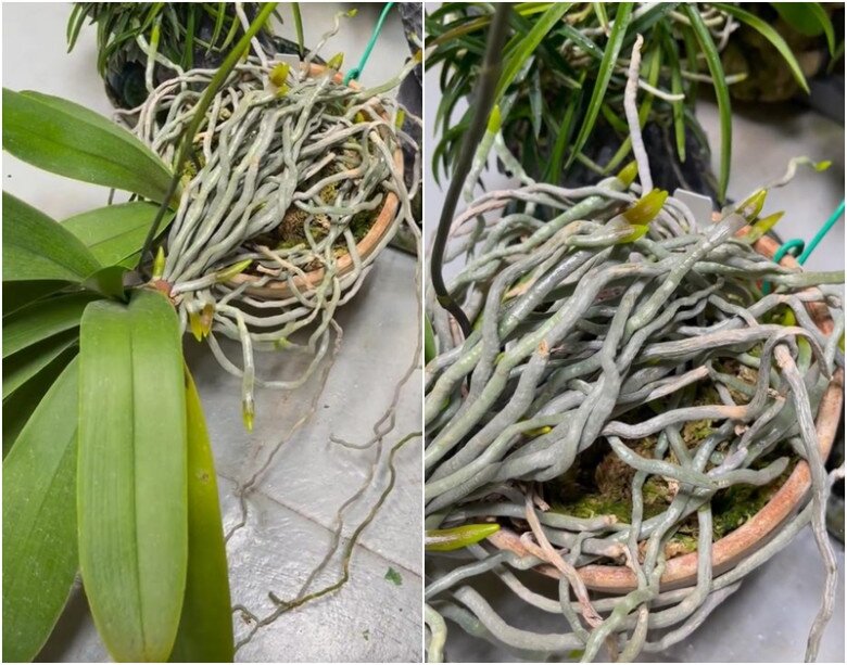 Hệ thống rễ của cây lan hồ điệp này vẫn khỏe mạnh dù bị lãng quên, không thay chậu trong 5 năm.