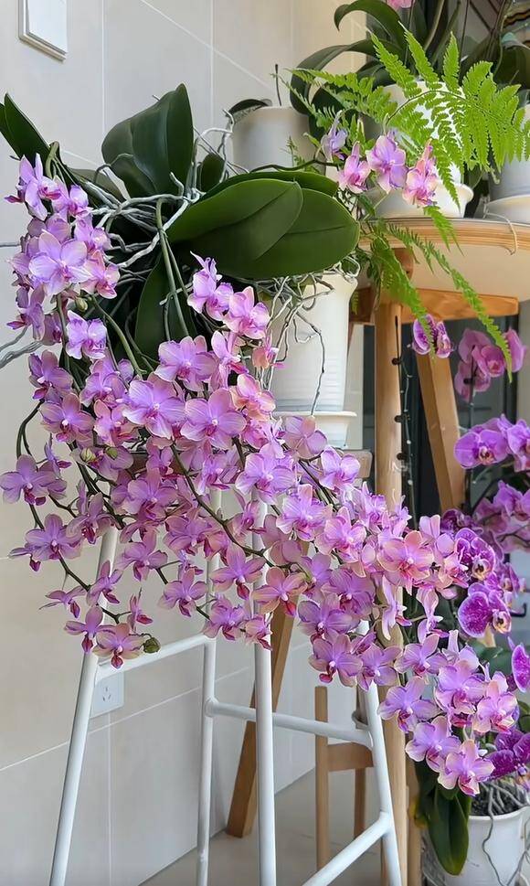 Hoa của cây nở rực rỡ.