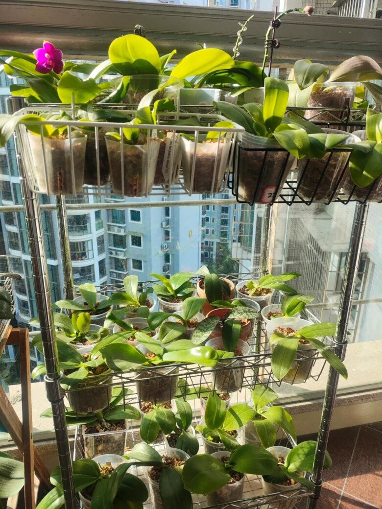 Chàng trai trồng lan hồ điệp 5 năm không thay chậu nhưng lá vẫn xanh, hoa vẫn nở liên tục nhờ bí quyết này - 8
