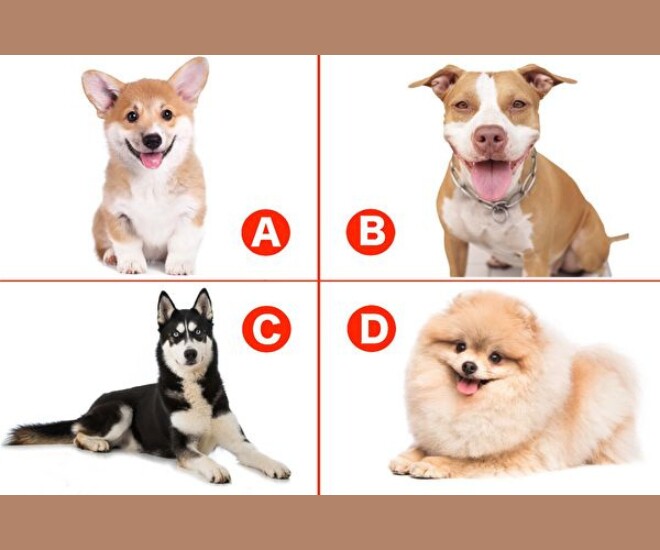 Trắc nghiệm tâm lý: Bạn thấy chú chó nào đáng yêu nhất? - 1