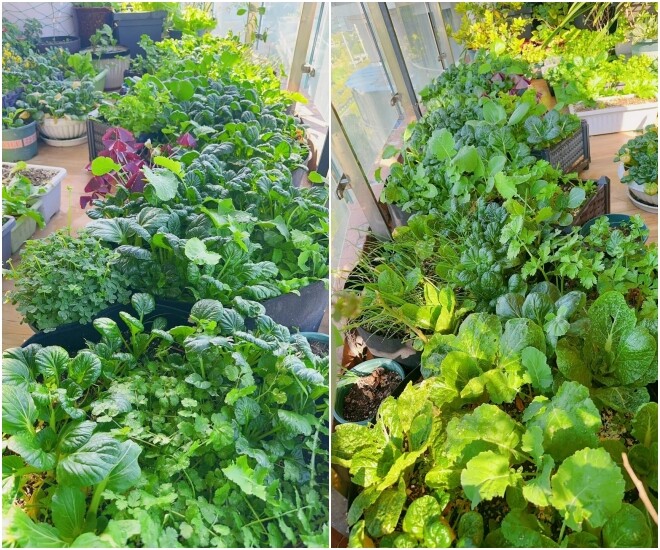 Vườn rau ở ban công của mẹ đảm.