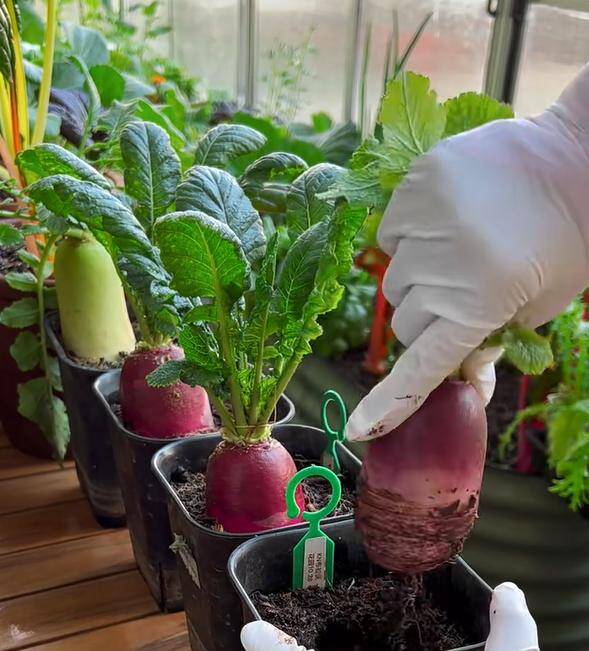 Mẹ đảm trồng rau nuôi gà ở ban công, chia sẻ 4 bí quyết để rau xanh tươi tốt - 3