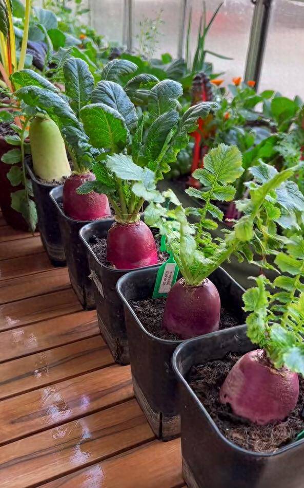 Củ cải đứng thẳng hàng trông rất đẹp mắt.