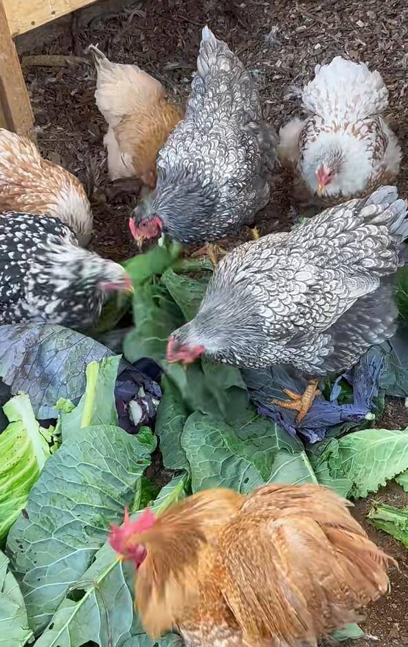 Rau thừa được tận dụng cho gà ăn.