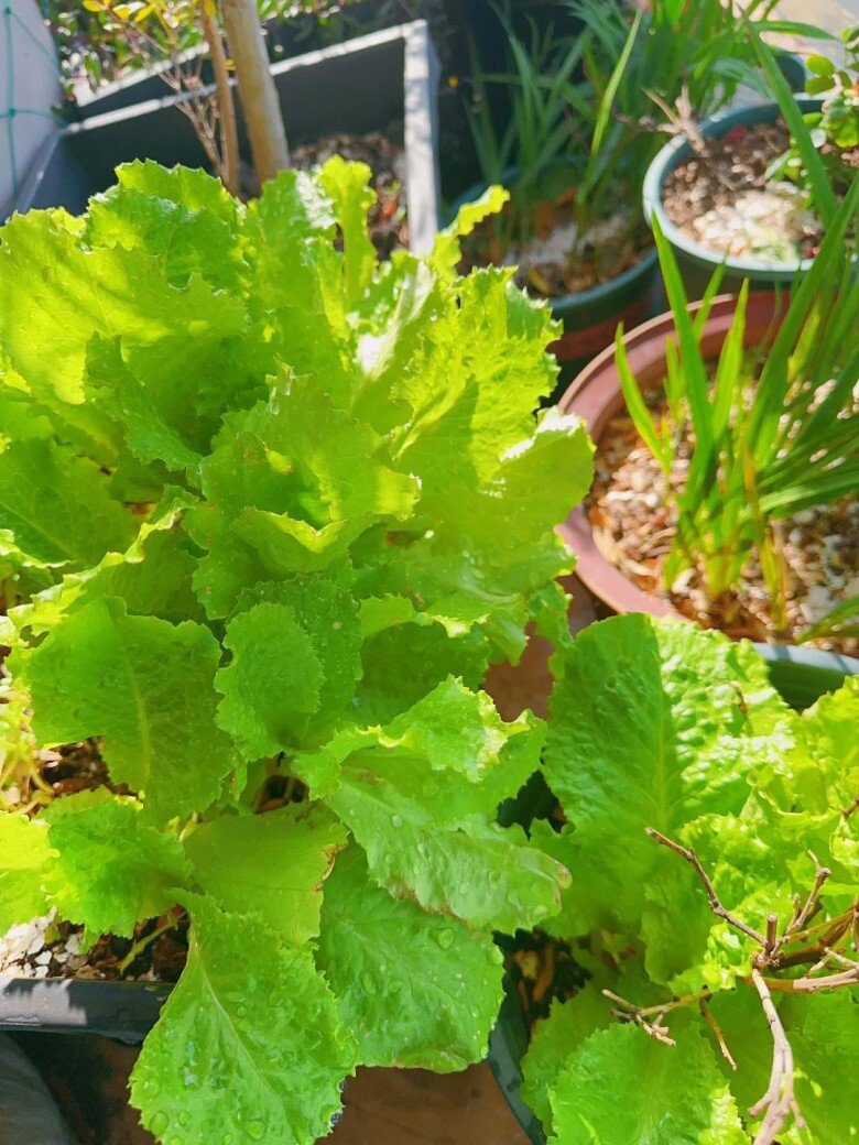Mẹ đảm trồng rau nuôi gà ở ban công, chia sẻ 4 bí quyết để rau xanh tươi tốt - 6