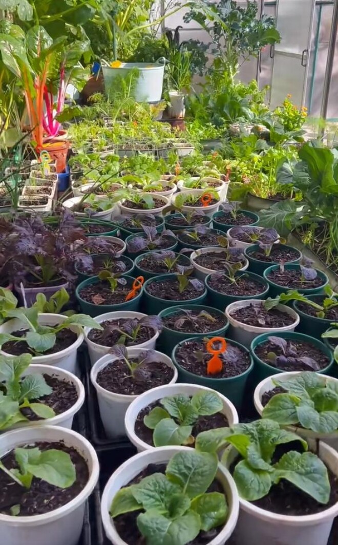 Mẹ đảm trồng rau nuôi gà ở ban công, chia sẻ 4 bí quyết để rau xanh tươi tốt - 8