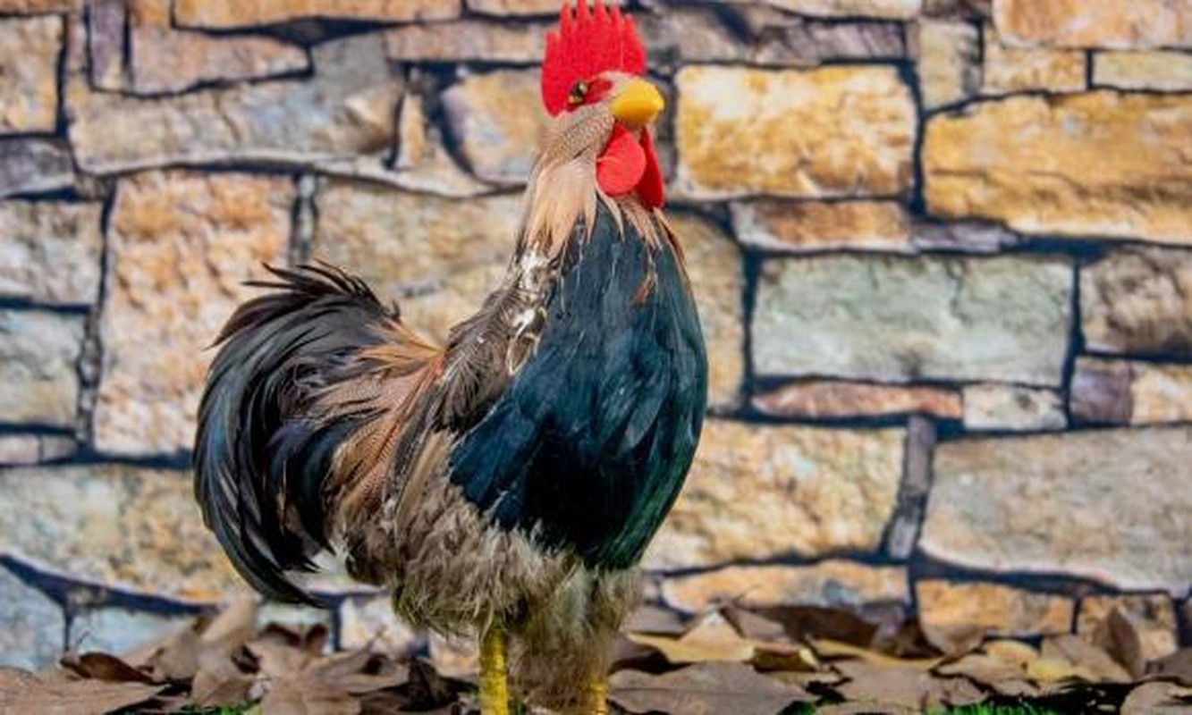 Thần Tài chiếu cố, 4 tuổi bùng nổ tài lộc cuối tháng 3 Âm - Hình 6 Than Tai chieu co, 4 tuoi bung no tai loc cuoi thang 3 Am-Hinh-6