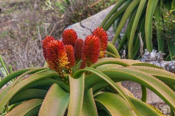 Hoa nha đam rất độc đáo bởi không chỉ có hình dáng đẹp mà còn có hương thơm nhẹ nhàng, dễ chịu.