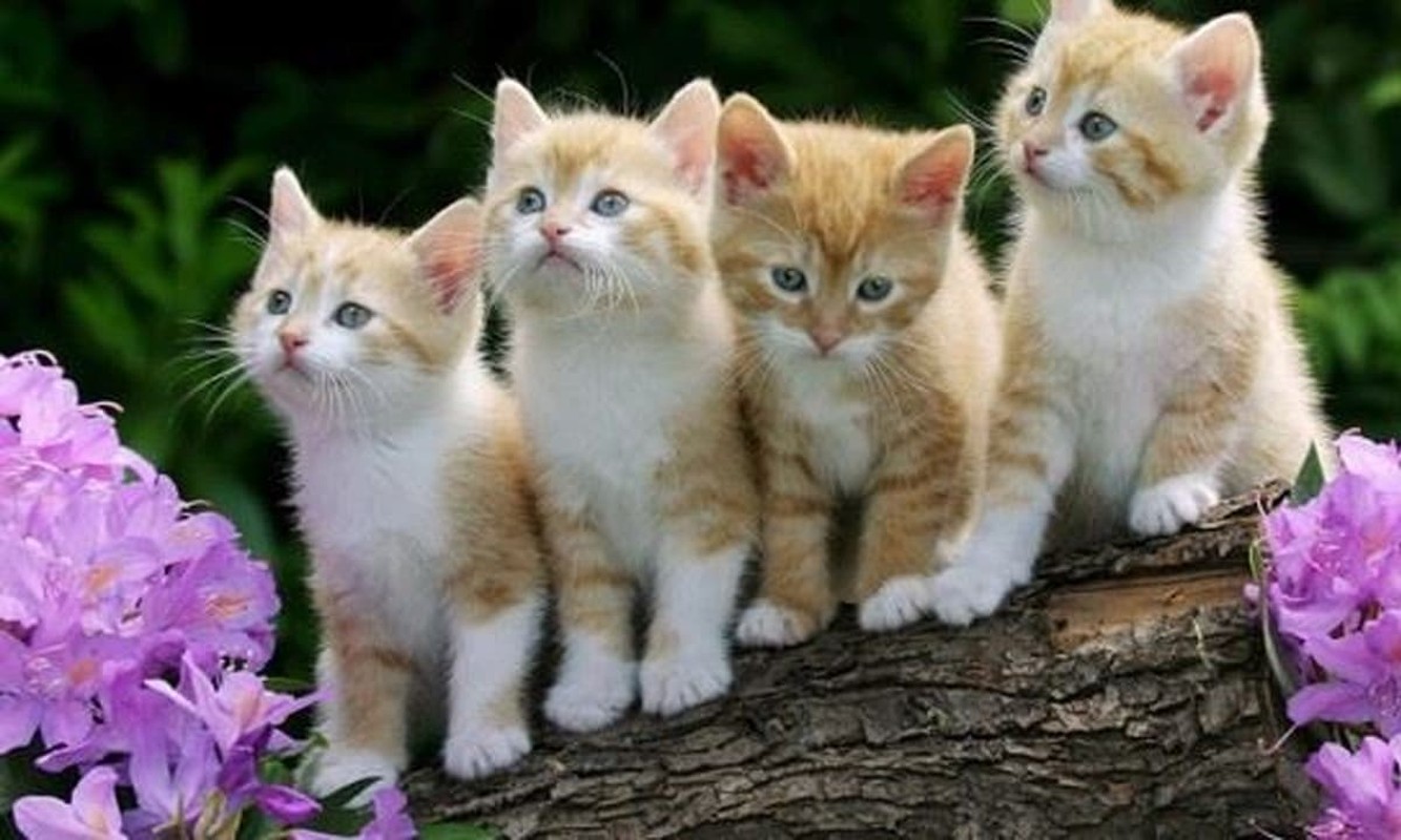 He 2025, 3 tuoi don Than Tai vao nha, het dau dau vi tien-Hinh-5