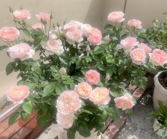 Đây là “nữ hoàng” mới trong thế giới hoa hồng, vừa đẹp vừa thơm lại kháng bệnh, nở thường xuyên - 1
