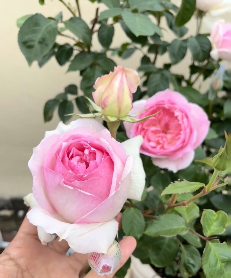 Đây là “nữ hoàng” mới trong thế giới hoa hồng, vừa đẹp vừa thơm lại kháng bệnh, nở thường xuyên - 7